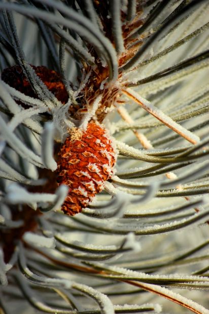 Pine cone